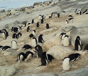 With many more penguins yet to arrive some grab their piece of Bechervaise real estate early