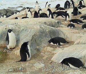 The harsh Antarctic winds can blow in excess on 100 knots so the penguins try to find a place to nest that is out of the wind. Here a couple of Adelie penguins have claimed a spot nestled behind some rocks
