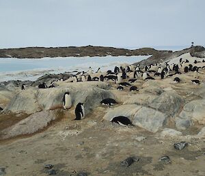 A typical and busy Adélie penguin sub-colony getting ready for the nesting season