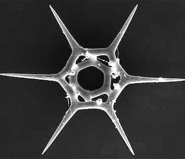 Stunning silicoflagellate, Dictyocha speculum