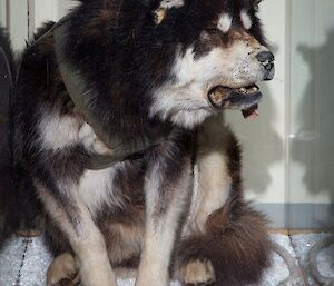 Noogis hangs out in the pool room with his block of Pemmican and encased in glass