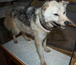 Vida is on guard in the red shed foyer