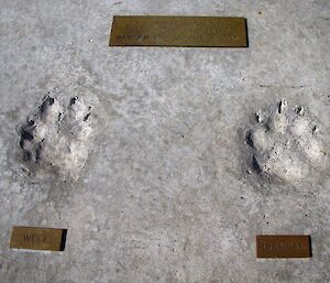 Plaque with husky paw prints in concrete