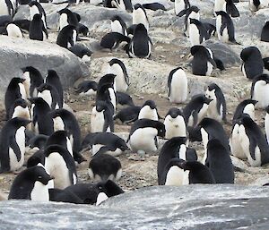An Adélie penguin stands up for a stretch to reveal the first egg for the season