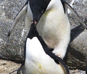 A male and female Adélie penguin courting