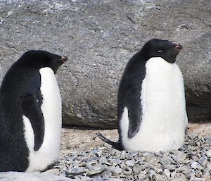 Renovations complete. A happy couple of Adélie penguins stand by their recently constructed nest of pebbles and rocks