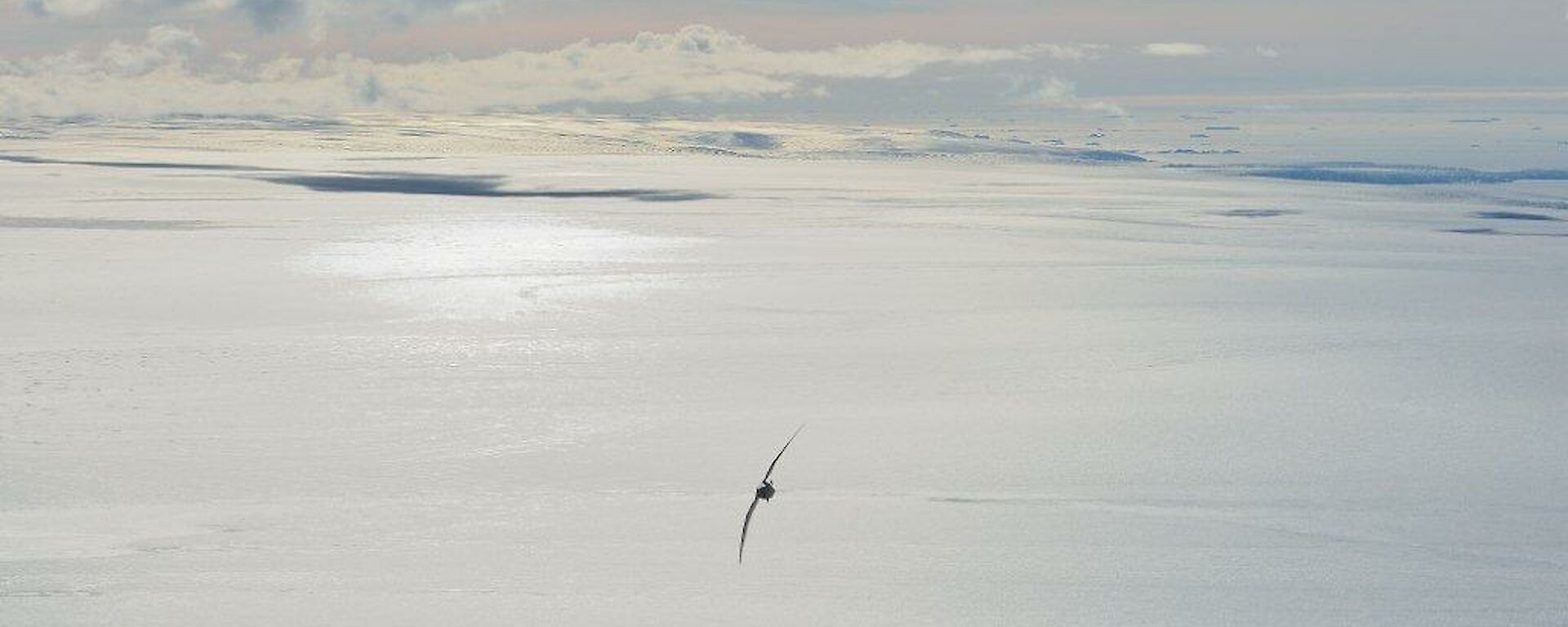 A snow petrel pictured soaring over the vast Antarctic Plateau with Cumulus clouds gathering in the background