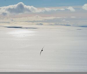 A snow petrel pictured soaring over the vast Antarctic Plateau with Cumulus clouds gathering in the background