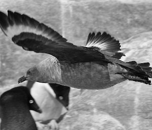 A skua flies low over Adélie penguins at Bechervaise Island