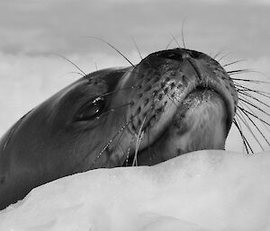 A seal pops his head out of a hole in the sea ice for air (photograph taken en-route to Auster Rookery)