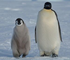 An emperor penguin chick and adult walking side by side as they stroll inquisitively toward the photographer