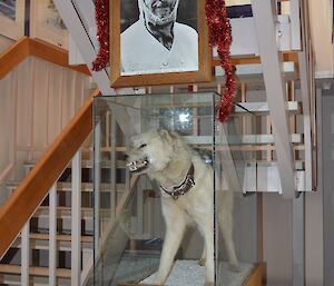 Portrait photo of Sir Douglas Mawson above a taxidermied husky (dog), named Vida