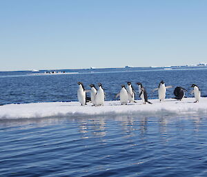 A group of penguins on an iceflow
