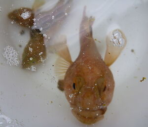 An antarctic rock cod facing the camera from a bucket of water