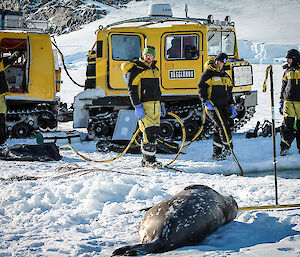 Seal near dive site ice hole