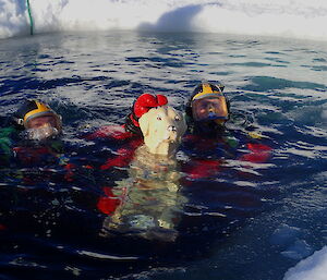 Divers in the water with station mascot stay