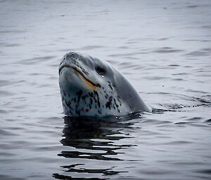 Leopard seal head pokes out of water and it looks like it’s smiling