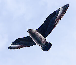 Skua (bird) overhead of the boats