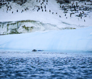 A leopard seal breaks the water surface