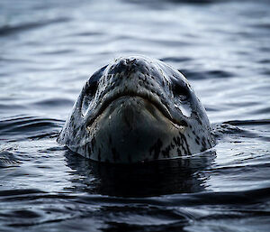 Leopard seal head pokes out of the water