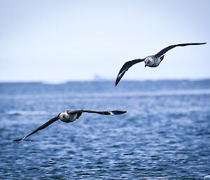 Two skuas swoop down from the sky