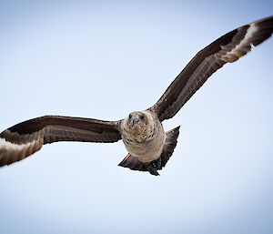 Skua in flight