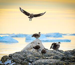 Five skuas rest on rocks in various poses as the sun reflects beautifully off the water and icebergs in the background