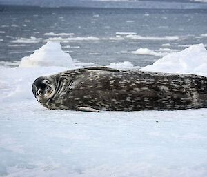 Weddell seal with a long body rests on the ice, water in background