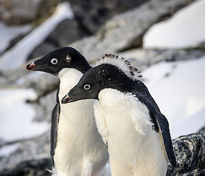 Two moulting Adelie penguins, one with a mohawk