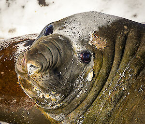 One of the last remaining elephant seals, about to depart for the winter