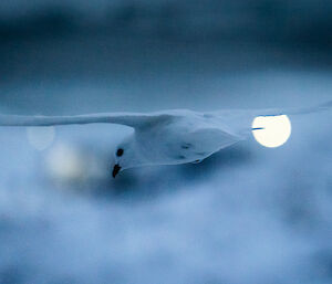 Snow petrel in flight