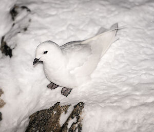 Snow petrel sitting in the snow