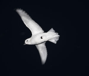 Snow petrel in flight