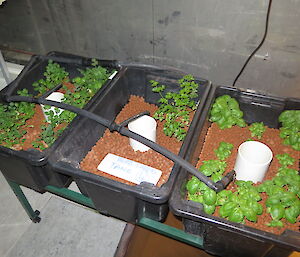 Hydroponics herb garden