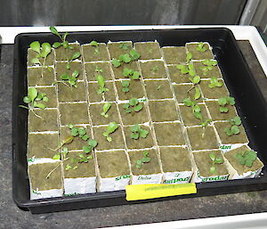 Lettuce seedlings ready to go into growing tubes
