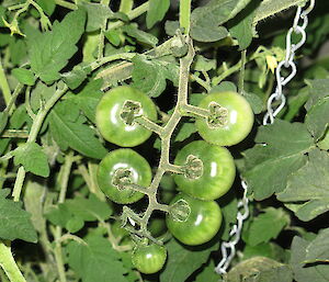 Green tomato fruit growing in a hydroponics facility