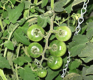 Green tomato fruit growing in a hydroponics facility