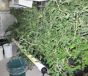 Tomato plants in Casey Hydro facility