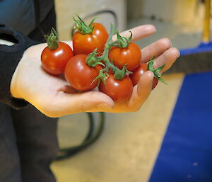 A female hand holds several small ripe tomatoes