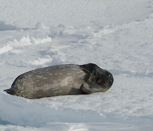 Seal hauled up no the ice facing camera with mouth open.