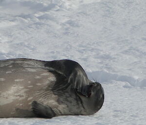 Seal hauled up no the ice with flipper covering mouth as it yawns.