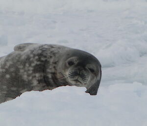 Seal faces camera after noticing photographer.