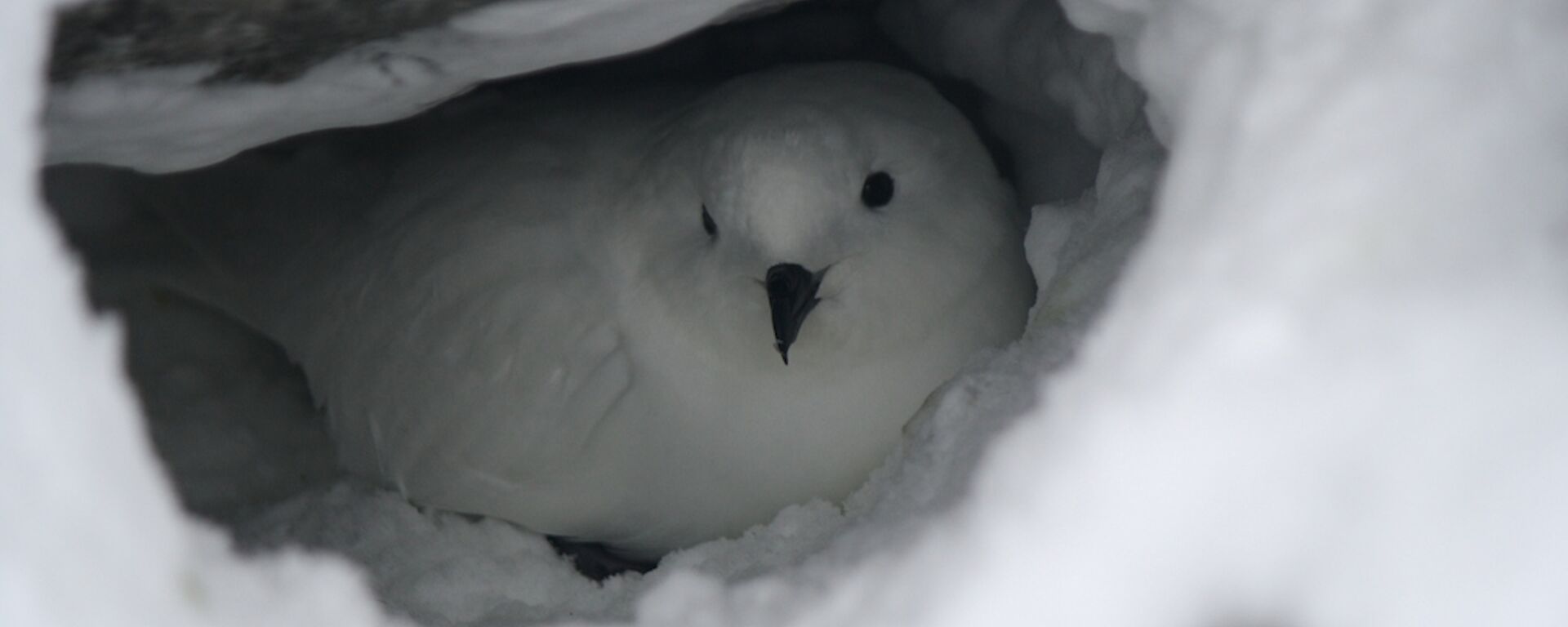 Snow petrel on nest