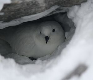 Snow petrel on nest