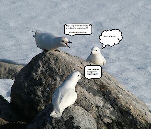 Male snow petrels courting a female