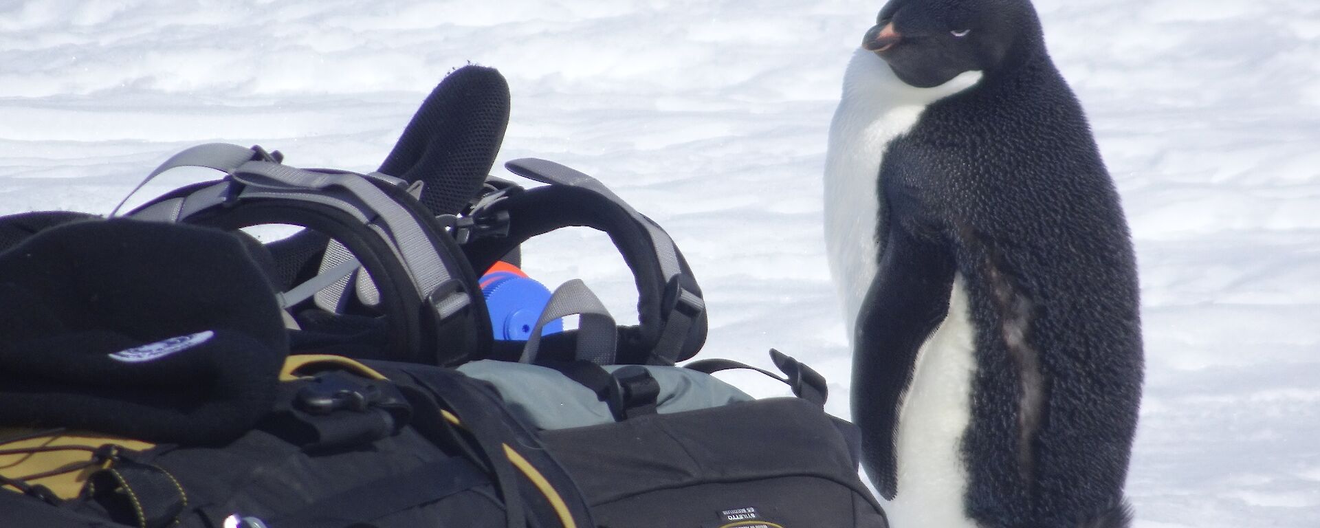 Penguin next to expeditioner’s pack.