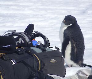 Penguin next to expeditioner’s pack.