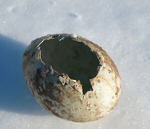 An empty penguin egg lies on ice with a large hole at its centre caused by a predatory skua.