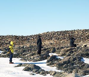 Nesting penguins