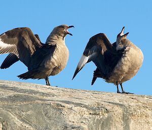 Skuas on Shirley island